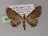 ( - BC ZSM Lep 55446)  @11 [ ] CreativeCommons - Attribution Non-Commercial Share-Alike (2011) Axel Hausmann/Bavarian State Collection of Zoology (ZSM) SNSB, Zoologische Staatssammlung Muenchen