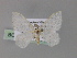  (Teldenia AH01Ph - BC ZSM Lep 55474)  @11 [ ] CreativeCommons - Attribution Non-Commercial Share-Alike (2011) Axel Hausmann/Bavarian State Collection of Zoology (ZSM) SNSB, Zoologische Staatssammlung Muenchen