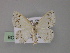  (Teldenia AH03Ph - BC ZSM Lep 55477)  @11 [ ] CreativeCommons - Attribution Non-Commercial Share-Alike (2011) Axel Hausmann/Bavarian State Collection of Zoology (ZSM) SNSB, Zoologische Staatssammlung Muenchen