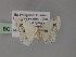  ( - BC ZSM Lep 55478)  @11 [ ] CreativeCommons - Attribution Non-Commercial Share-Alike (2011) Axel Hausmann/Bavarian State Collection of Zoology (ZSM) SNSB, Zoologische Staatssammlung Muenchen