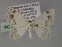  (Teldenia AH04Ph - BC ZSM Lep 55479)  @11 [ ] CreativeCommons - Attribution Non-Commercial Share-Alike (2011) Axel Hausmann/Bavarian State Collection of Zoology (ZSM) SNSB, Zoologische Staatssammlung Muenchen