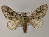 ( - BC ZSM Lep 55514)  @14 [ ] CreativeCommons - Attribution Non-Commercial Share-Alike (2011) Axel Hausmann/Bavarian State Collection of Zoology (ZSM) SNSB, Zoologische Staatssammlung Muenchen