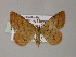  ( - BC ZSM Lep 55516)  @13 [ ] CreativeCommons - Attribution Non-Commercial Share-Alike (2011) Axel Hausmann/Bavarian State Collection of Zoology (ZSM) SNSB, Zoologische Staatssammlung Muenchen