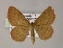  ( - BC ZSM Lep 55517)  @13 [ ] CreativeCommons - Attribution Non-Commercial Share-Alike (2011) Axel Hausmann/Bavarian State Collection of Zoology (ZSM) SNSB, Zoologische Staatssammlung Muenchen