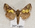  ( - BC ZSM Lep 55525)  @14 [ ] CreativeCommons - Attribution Non-Commercial Share-Alike (2011) Axel Hausmann/Bavarian State Collection of Zoology (ZSM) SNSB, Zoologische Staatssammlung Muenchen