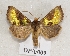  ( - BC ZSM Lep 55530)  @14 [ ] CreativeCommons - Attribution Non-Commercial Share-Alike (2011) Axel Hausmann/Bavarian State Collection of Zoology (ZSM) SNSB, Zoologische Staatssammlung Muenchen