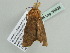  ( - BC ZSM Lep 56893)  @13 [ ] CreativeCommons - Attribution Non-Commercial Share-Alike (2011) Axel Hausmann/Bavarian State Collection of Zoology (ZSM) SNSB, Zoologische Staatssammlung Muenchen