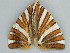  ( - BC ZSM Lep 56925)  @12 [ ] CreativeCommons - Attribution Non-Commercial Share-Alike (2011) Axel Hausmann/Bavarian State Collection of Zoology (ZSM) SNSB, Zoologische Staatssammlung Muenchen