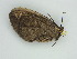  ( - BC ZSM Lep 56930)  @12 [ ] CreativeCommons - Attribution Non-Commercial Share-Alike (2011) Axel Hausmann/Bavarian State Collection of Zoology (ZSM) SNSB, Zoologische Staatssammlung Muenchen