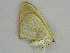  ( - BC ZSM Lep 56940)  @12 [ ] CreativeCommons - Attribution Non-Commercial Share-Alike (2011) Axel Hausmann/Bavarian State Collection of Zoology (ZSM) SNSB, Zoologische Staatssammlung Muenchen