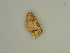 ( - BC ZSM Lep 56953)  @12 [ ] CreativeCommons - Attribution Non-Commercial Share-Alike (2011) Axel Hausmann/Bavarian State Collection of Zoology (ZSM) SNSB, Zoologische Staatssammlung Muenchen