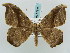  (Oxydia scriptipennariaAH01EcPe - BC ZSM Lep 57815)  @14 [ ] CreativeCommons - Attribution Non-Commercial Share-Alike (2011) Axel Hausmann/Bavarian State Collection of Zoology (ZSM) SNSB, Zoologische Staatssammlung Muenchen