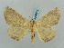  ( - BC ZSM Lep 57816)  @13 [ ] CreativeCommons - Attribution Non-Commercial Share-Alike (2011) Axel Hausmann/Bavarian State Collection of Zoology (ZSM) SNSB, Zoologische Staatssammlung Muenchen