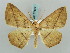  ( - BC ZSM Lep 57827)  @13 [ ] CreativeCommons - Attribution Non-Commercial Share-Alike (2011) Axel Hausmann/Bavarian State Collection of Zoology (ZSM) SNSB, Zoologische Staatssammlung Muenchen
