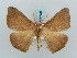  ( - BC ZSM Lep 57831)  @13 [ ] CreativeCommons - Attribution Non-Commercial Share-Alike (2011) Axel Hausmann/Bavarian State Collection of Zoology (ZSM) SNSB, Zoologische Staatssammlung Muenchen
