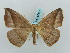  ( - BC ZSM Lep 57832)  @12 [ ] CreativeCommons - Attribution Non-Commercial Share-Alike (2011) Axel Hausmann/Bavarian State Collection of Zoology (ZSM) SNSB, Zoologische Staatssammlung Muenchen