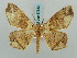 (Miantochora picturata - BC ZSM Lep 57833)  @15 [ ] CreativeCommons - Attribution Non-Commercial Share-Alike (2011) Axel Hausmann/Bavarian State Collection of Zoology (ZSM) SNSB, Zoologische Staatssammlung Muenchen