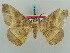  (Miantochora siniaevi - BC ZSM Lep 57834)  @13 [ ] CreativeCommons - Attribution Non-Commercial Share-Alike (2011) Axel Hausmann/Bavarian State Collection of Zoology (ZSM) SNSB, Zoologische Staatssammlung Muenchen