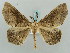  ( - BC ZSM Lep 57835)  @14 [ ] CreativeCommons - Attribution Non-Commercial Share-Alike (2011) Axel Hausmann/Bavarian State Collection of Zoology (ZSM) SNSB, Zoologische Staatssammlung Muenchen