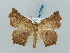  ( - BC ZSM Lep 57840)  @13 [ ] CreativeCommons - Attribution Non-Commercial Share-Alike (2011) Axel Hausmann/Bavarian State Collection of Zoology (ZSM) SNSB, Zoologische Staatssammlung Muenchen