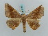  ( - BC ZSM Lep 57857)  @13 [ ] CreativeCommons - Attribution Non-Commercial Share-Alike (2011) Axel Hausmann/Bavarian State Collection of Zoology (ZSM) SNSB, Zoologische Staatssammlung Muenchen
