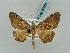  ( - BC ZSM Lep 57861)  @13 [ ] CreativeCommons - Attribution Non-Commercial Share-Alike (2011) Axel Hausmann/Bavarian State Collection of Zoology (ZSM) SNSB, Zoologische Staatssammlung Muenchen