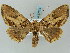  ( - BC ZSM Lep 57875)  @14 [ ] CreativeCommons - Attribution Non-Commercial Share-Alike (2011) Axel Hausmann/Bavarian State Collection of Zoology (ZSM) SNSB, Zoologische Staatssammlung Muenchen