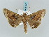  ( - BC ZSM Lep 57877)  @14 [ ] CreativeCommons - Attribution Non-Commercial Share-Alike (2011) Axel Hausmann/Bavarian State Collection of Zoology (ZSM) SNSB, Zoologische Staatssammlung Muenchen