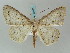  (Neodora glauculariaAH02Ve - BC ZSM Lep 57886)  @13 [ ] CreativeCommons - Attribution Non-Commercial Share-Alike (2011) Axel Hausmann/Bavarian State Collection of Zoology (ZSM) SNSB, Zoologische Staatssammlung Muenchen