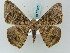  ( - BC ZSM Lep 57903)  @12 [ ] CreativeCommons - Attribution Non-Commercial Share-Alike (2011) Axel Hausmann/Bavarian State Collection of Zoology (ZSM) SNSB, Zoologische Staatssammlung Muenchen