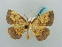 ( - BC ZSM Lep 58014)  @14 [ ] CreativeCommons - Attribution Non-Commercial Share-Alike (2011) Axel Hausmann/Bavarian State Collection of Zoology (ZSM) SNSB, Zoologische Staatssammlung Muenchen