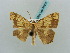  ( - BC ZSM Lep 58015)  @13 [ ] CreativeCommons - Attribution Non-Commercial Share-Alike (2011) Axel Hausmann/Bavarian State Collection of Zoology (ZSM) SNSB, Zoologische Staatssammlung Muenchen