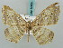  ( - BC ZSM Lep 58034)  @14 [ ] CreativeCommons - Attribution Non-Commercial Share-Alike (2011) Axel Hausmann/Bavarian State Collection of Zoology (ZSM) SNSB, Zoologische Staatssammlung Muenchen