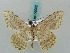  (Luxiaria subnubila - BC ZSM Lep 58052)  @14 [ ] CreativeCommons - Attribution Non-Commercial Share-Alike (2011) Axel Hausmann/Bavarian State Collection of Zoology (ZSM) SNSB, Zoologische Staatssammlung Muenchen