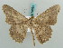  (Luxiaria fictaria - BC ZSM Lep 58054)  @14 [ ] CreativeCommons - Attribution Non-Commercial Share-Alike (2011) Axel Hausmann/Bavarian State Collection of Zoology (ZSM) SNSB, Zoologische Staatssammlung Muenchen