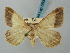  (Chiasmia latimarginaria - BC ZSM Lep 58068)  @14 [ ] CreativeCommons - Attribution Non-Commercial Share-Alike (2011) Axel Hausmann/Bavarian State Collection of Zoology (ZSM) SNSB, Zoologische Staatssammlung Muenchen
