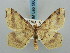 (Macaria shanghaisaria - BC ZSM Lep 58070)  @13 [ ] CreativeCommons - Attribution Non-Commercial Share-Alike (2011) Axel Hausmann/Bavarian State Collection of Zoology (ZSM) SNSB, Zoologische Staatssammlung Muenchen