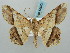  (Chiasmia avitusaria - BC ZSM Lep 58073)  @14 [ ] CreativeCommons - Attribution Non-Commercial Share-Alike (2011) Axel Hausmann/Bavarian State Collection of Zoology (ZSM) SNSB, Zoologische Staatssammlung Muenchen