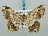  (Chiasmia translineata - BC ZSM Lep 58077)  @12 [ ] CreativeCommons - Attribution Non-Commercial Share-Alike (2011) Axel Hausmann/Bavarian State Collection of Zoology (ZSM) SNSB, Zoologische Staatssammlung Muenchen
