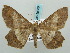  (Chiasmia pluviata - BC ZSM Lep 58080)  @13 [ ] CreativeCommons - Attribution Non-Commercial Share-Alike (2011) Axel Hausmann/Bavarian State Collection of Zoology (ZSM) SNSB, Zoologische Staatssammlung Muenchen