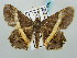  (Chiasmia xanthonora - BC ZSM Lep 58084)  @14 [ ] CreativeCommons - Attribution Non-Commercial Share-Alike (2011) Axel Hausmann/Bavarian State Collection of Zoology (ZSM) SNSB, Zoologische Staatssammlung Muenchen