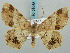  (Chiasmia ruptifascia - BC ZSM Lep 58085)  @13 [ ] CreativeCommons - Attribution Non-Commercial Share-Alike (2011) Axel Hausmann/Bavarian State Collection of Zoology (ZSM) SNSB, Zoologische Staatssammlung Muenchen