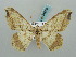  (Chiasmia drepanata - BC ZSM Lep 58088)  @14 [ ] CreativeCommons - Attribution Non-Commercial Share-Alike (2011) Axel Hausmann/Bavarian State Collection of Zoology (ZSM) SNSB, Zoologische Staatssammlung Muenchen