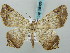  (Chiasmia temeraria - BC ZSM Lep 58089)  @14 [ ] CreativeCommons - Attribution Non-Commercial Share-Alike (2011) Axel Hausmann/Bavarian State Collection of Zoology (ZSM) SNSB, Zoologische Staatssammlung Muenchen