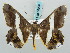  (Chiasmia nora - BC ZSM Lep 58090)  @14 [ ] CreativeCommons - Attribution Non-Commercial Share-Alike (2011) Axel Hausmann/Bavarian State Collection of Zoology (ZSM) SNSB, Zoologische Staatssammlung Muenchen