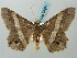  (Chiasmia neonora - BC ZSM Lep 58091)  @14 [ ] CreativeCommons - Attribution Non-Commercial Share-Alike (2011) Axel Hausmann/Bavarian State Collection of Zoology (ZSM) SNSB, Zoologische Staatssammlung Muenchen