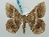  ( - BC ZSM Lep 58092)  @11 [ ] CreativeCommons - Attribution Non-Commercial Share-Alike (2011) Axel Hausmann/Bavarian State Collection of Zoology (ZSM) SNSB, Zoologische Staatssammlung Muenchen