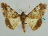  ( - BC ZSM Lep 59157)  @13 [ ] CreativeCommons - Attribution Non-Commercial Share-Alike (2011) Axel Hausmann/Bavarian State Collection of Zoology (ZSM) SNSB, Zoologische Staatssammlung Muenchen