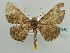  ( - BC ZSM Lep 59159)  @14 [ ] CreativeCommons - Attribution Non-Commercial Share-Alike (2011) Axel Hausmann/Bavarian State Collection of Zoology (ZSM) SNSB, Zoologische Staatssammlung Muenchen