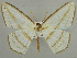  ( - BC ZSM Lep 59194)  @11 [ ] CreativeCommons - Attribution Non-Commercial Share-Alike (2011) Axel Hausmann/Bavarian State Collection of Zoology (ZSM) SNSB, Zoologische Staatssammlung Muenchen